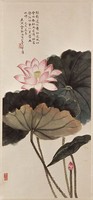 藏品(荷花)的圖片