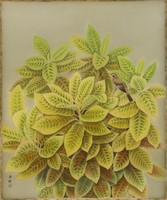 藏品(雙葉木)的圖片
