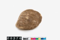 藏品(貝殼)的圖片