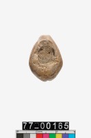 藏品(石貝)的圖片