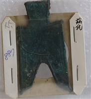 藏品(尖足布茲氏半)的圖片