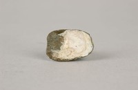 藏品(蟻鼻錢)的圖片