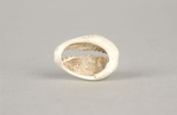 藏品(原貝)的圖片