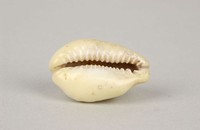 藏品(原貝)的圖片