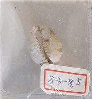 藏品(海貝)的圖片