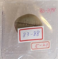 藏品(石貝)的圖片