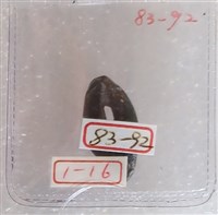 藏品(銅貝)的圖片