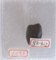 藏品(銅貝)的圖片