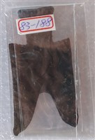 藏品(尖足布茲氏半)的圖片