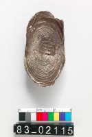 藏品(寶銀錠)的圖片