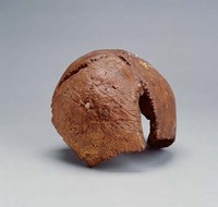 藏品(原始人頭蓋骨模型 )的圖片