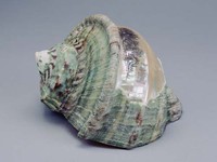 藏品(夜光螺刻佛經證道歌)的圖片