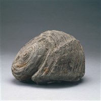 藏品(海螺化石)的圖片