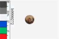 藏品(玉珠)的圖片