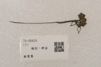 藏品(銀髮簪)的圖片