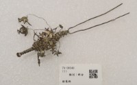 藏品(銀髮飾)的圖片