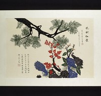 藏品(艷翎紅葉)的圖片