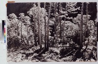 藏品(春林)的圖片