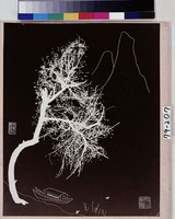 藏品(紅樹青山)的圖片