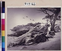 藏品(古木歸禽)的圖片