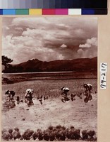 藏品(滇池春稼)的圖片