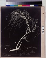 藏品(柳州鳩群)的圖片