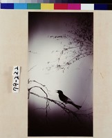 藏品(綠蔭鳴禽)的圖片