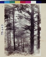 藏品(松彬晨霧)的圖片