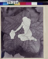 藏品(曲線幻影)的圖片