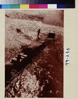 藏品(金波泛筏)的圖片