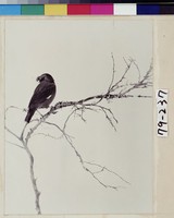 藏品(善鳴之鳥)的圖片