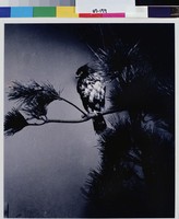 藏品(獨鳥怪人看)的圖片