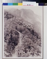 藏品(微徑草木繁)的圖片