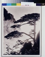 藏品(黃山迎客松)的圖片