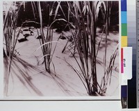 藏品(綠波盪漾小)的圖片