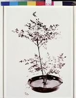 藏品(蕭疏清翠枝)的圖片