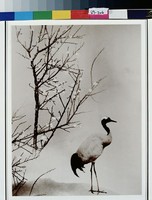 藏品(巡莘索供梅)的圖片