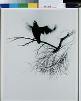 藏品(歸鳥晝斂翼)的圖片