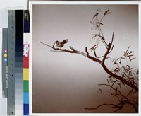 藏品(小鳥枝頭亦朋友)的圖片