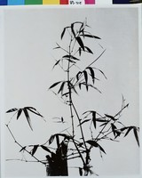 藏品(風含翠滌涓涓靜)的圖片