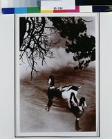 藏品(羽毛知獨立黑白太分明)的圖片