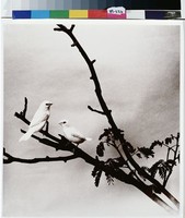 藏品(天晴邀雙鳥)的圖片