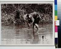 藏品(雨入坡增正插秧)的圖片