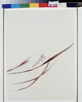 藏品(無力莫當車)的圖片