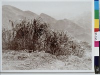 藏品(空山草木長)的圖片