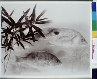 藏品(且食雙魚美)的圖片