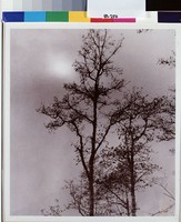 藏品(明月林風相與清)的圖片