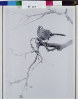 藏品(枝頭鳴禽)的圖片