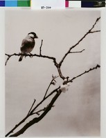 藏品(枝頭小鳥)的圖片