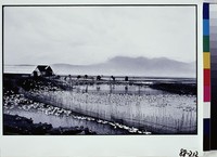 藏品(養鴨人家)的圖片